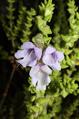 APII jpeg image of Prostanthera  © contact APII