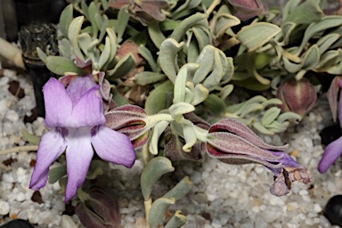 APII jpeg image of Eremophila cordatisepala  © contact APII