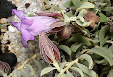 APII jpeg image of Eremophila cordatisepala  © contact APII