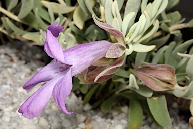 APII jpeg image of Eremophila cordatisepala  © contact APII