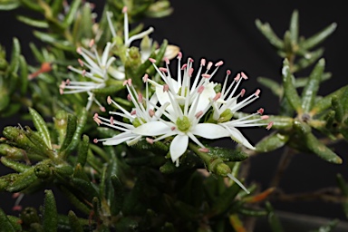 APII jpeg image of Leionema westonii  © contact APII