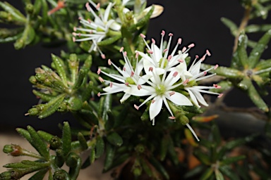 APII jpeg image of Leionema westonii  © contact APII