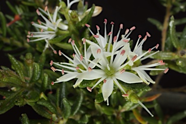 APII jpeg image of Leionema westonii  © contact APII