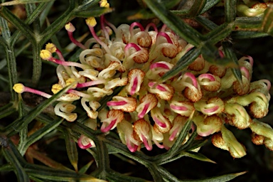 APII jpeg image of Grevillea raybrownii  © contact APII