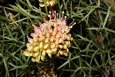 APII jpeg image of Grevillea raybrownii  © contact APII