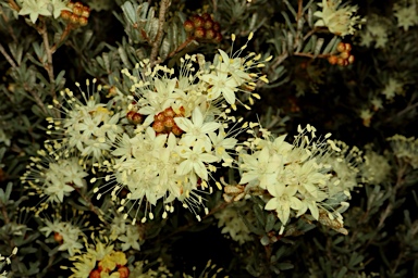 APII jpeg image of Phebalium sp. Mt Canobolas  © contact APII