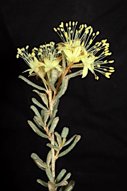 APII jpeg image of Phebalium sp. Mt Canobolas  © contact APII