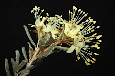 APII jpeg image of Phebalium sp. Mt Canobolas  © contact APII