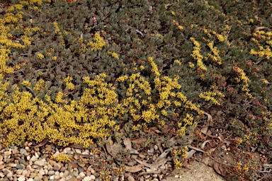 APII jpeg image of Homoranthus vagans  © contact APII