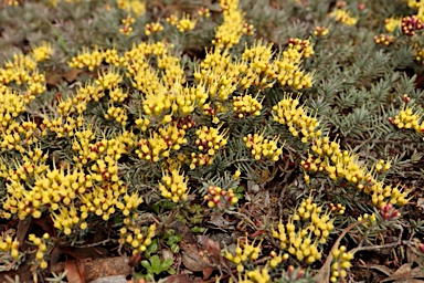 APII jpeg image of Homoranthus vagans  © contact APII