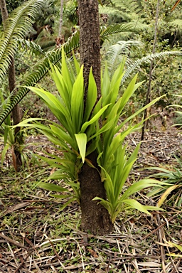 APII jpeg image of Cordyline obtecta  © contact APII