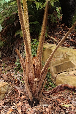 APII jpeg image of Cyathea australis subsp. norfolkensis  © contact APII