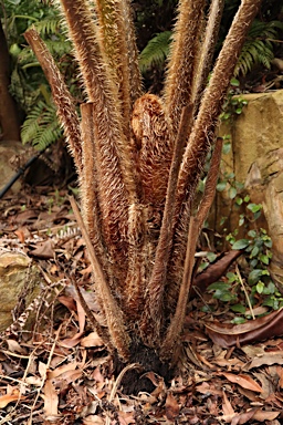 APII jpeg image of Cyathea australis subsp. norfolkensis  © contact APII