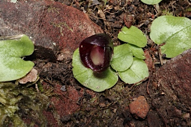 APII jpeg image of Corybas incurvus  © contact APII