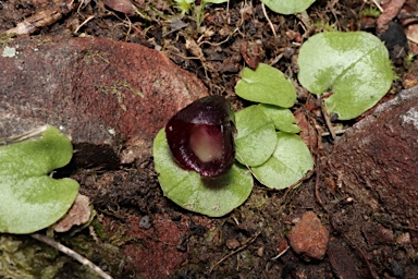 APII jpeg image of Corybas incurvus  © contact APII