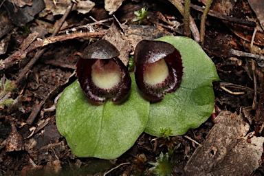 APII jpeg image of Corybas incurvus  © contact APII