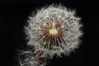 APII jpeg image of Taraxacum sarcidanum  © contact APII