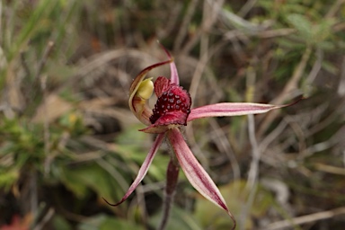 APII jpeg image of Caladenia actensis  © contact APII