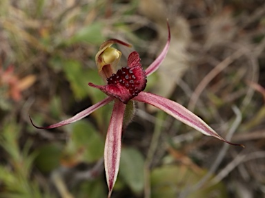 APII jpeg image of Caladenia actensis  © contact APII