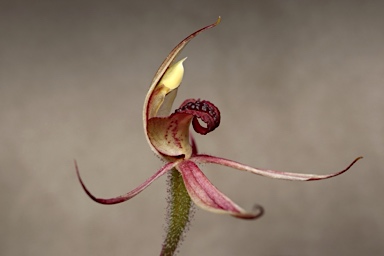 APII jpeg image of Caladenia actensis  © contact APII