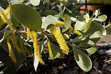 APII jpeg image of Acacia binervia 'Sterling Silver'  © contact APII