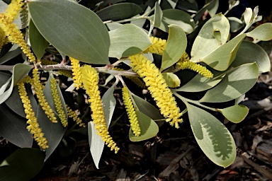 APII jpeg image of Acacia binervia 'Sterling Silver'  © contact APII