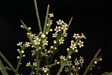 APII jpeg image of Choretrum pauciflorum  © contact APII