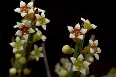 APII jpeg image of Choretrum pauciflorum  © contact APII