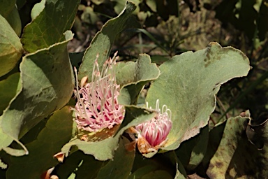 APII jpeg image of Hakea cucullata  © contact APII