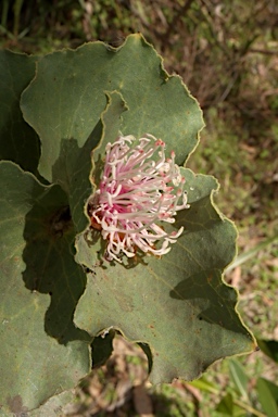 APII jpeg image of Hakea cucullata  © contact APII
