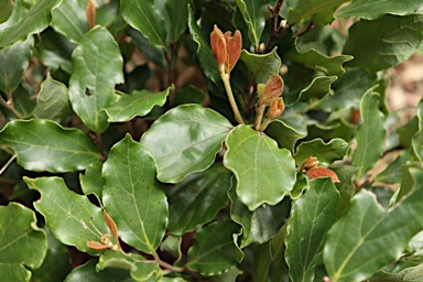 APII jpeg image of Cryptocarya bellendenkerana  © contact APII