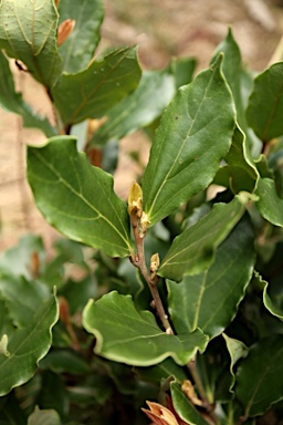 APII jpeg image of Cryptocarya bellendenkerana  © contact APII