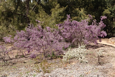 APII jpeg image of Prostanthera cineolifera  © contact APII