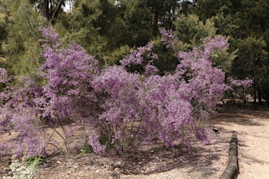 APII jpeg image of Prostanthera cineolifera  © contact APII
