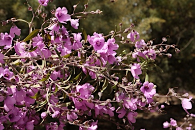 APII jpeg image of Prostanthera cineolifera  © contact APII