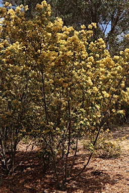 APII jpeg image of Pomaderris walshii  © contact APII