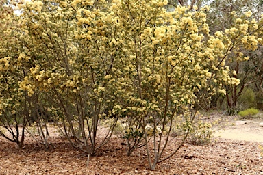 APII jpeg image of Pomaderris walshii  © contact APII