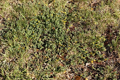 APII jpeg image of Lotus subbiflorus  © contact APII