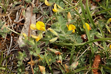APII jpeg image of Lotus subbiflorus  © contact APII