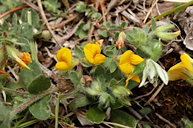 APII jpeg image of Lotus subbiflorus  © contact APII