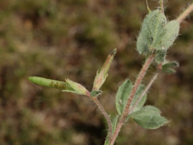 APII jpeg image of Lotus subbiflorus  © contact APII