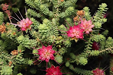 APII jpeg image of Darwinia oldfieldii  © contact APII