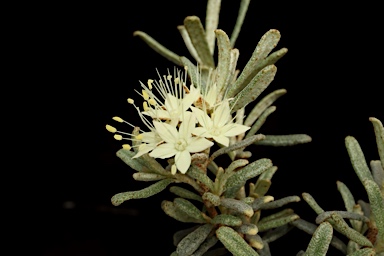 APII jpeg image of Phebalium sp. Mt Canobolas  © contact APII