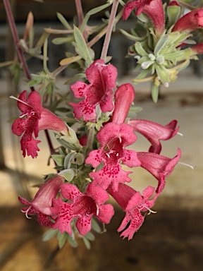 APII jpeg image of Hemiandra gardneri  © contact APII