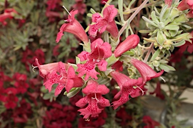 APII jpeg image of Hemiandra gardneri  © contact APII