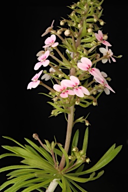 APII jpeg image of Stylidium adnatum  © contact APII