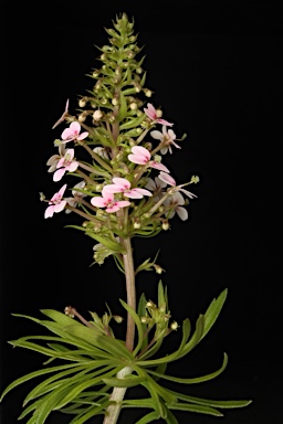 APII jpeg image of Stylidium adnatum  © contact APII