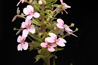 APII jpeg image of Stylidium adnatum  © contact APII
