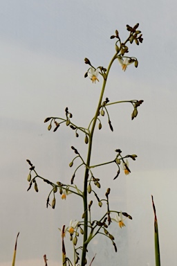 APII jpeg image of Dianella  © contact APII