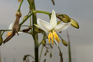 APII jpeg image of Dianella  © contact APII